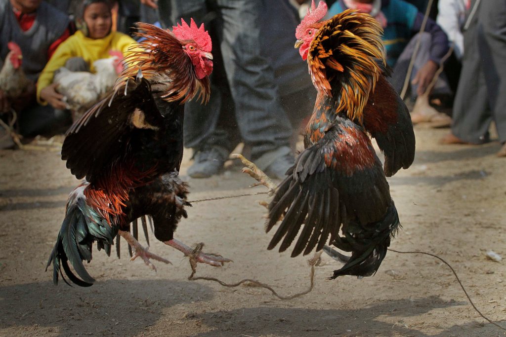 Cockfight Betting